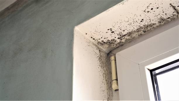 Best Industrial Mold Remediation  in Taos, NM