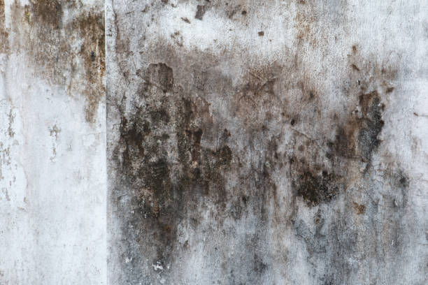 Professional Mold Removal in Taos, NM