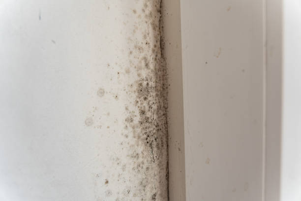 Best Mold Damage Restoration  in Taos, NM