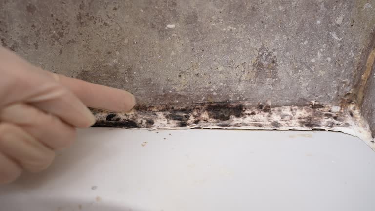 Best Emergency Mold Remediation  in Taos, NM