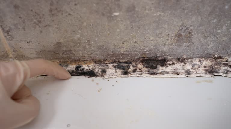 Best Environmental Consulting for Mold Prevention  in Taos, NM