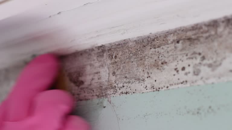 Dehumidification Services in Taos, NM